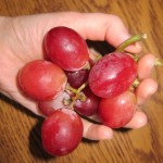 huge red globe holiday grapes