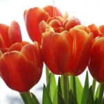 mother's day brunch in chicago restaurants