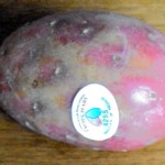cactus pear (tuna) fruit