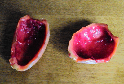 the skin of prickly cactus pear tuna fruit