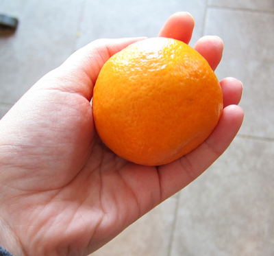 tangerine in the hand