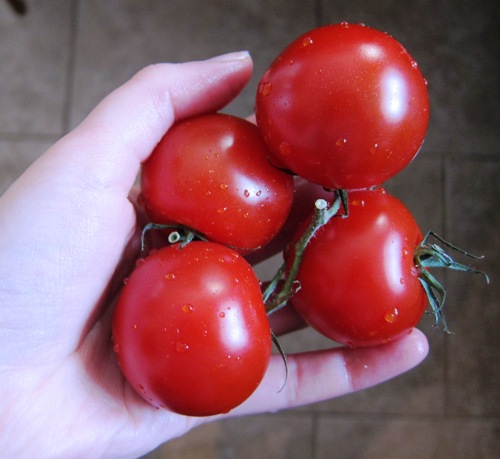 hand holding 4 campari tomatoes
