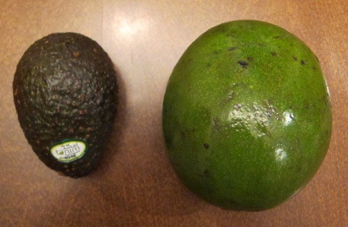 giant avocado next to regular avocado