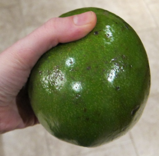 hand holding a giant avocado