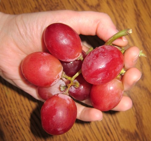 huge red globe holiday grapes