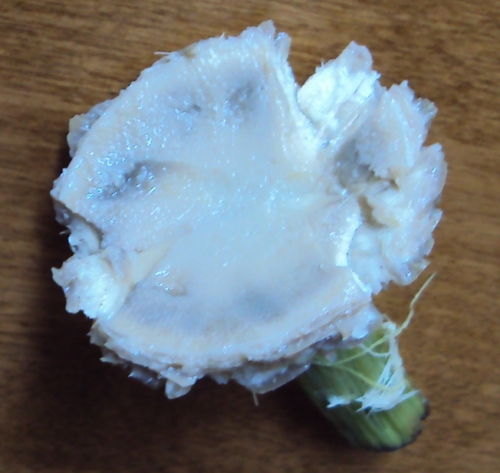 artichoke heart picture