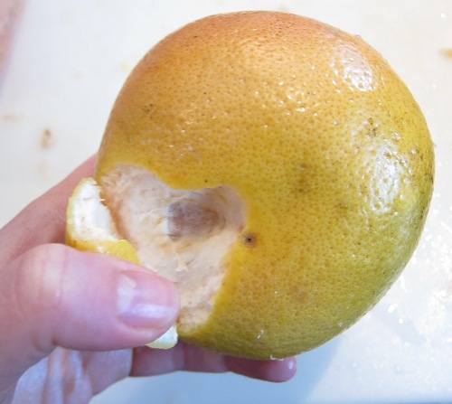 peeling a grapefruit