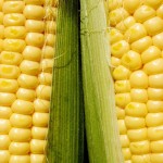 How To Cook Corn In The Husk