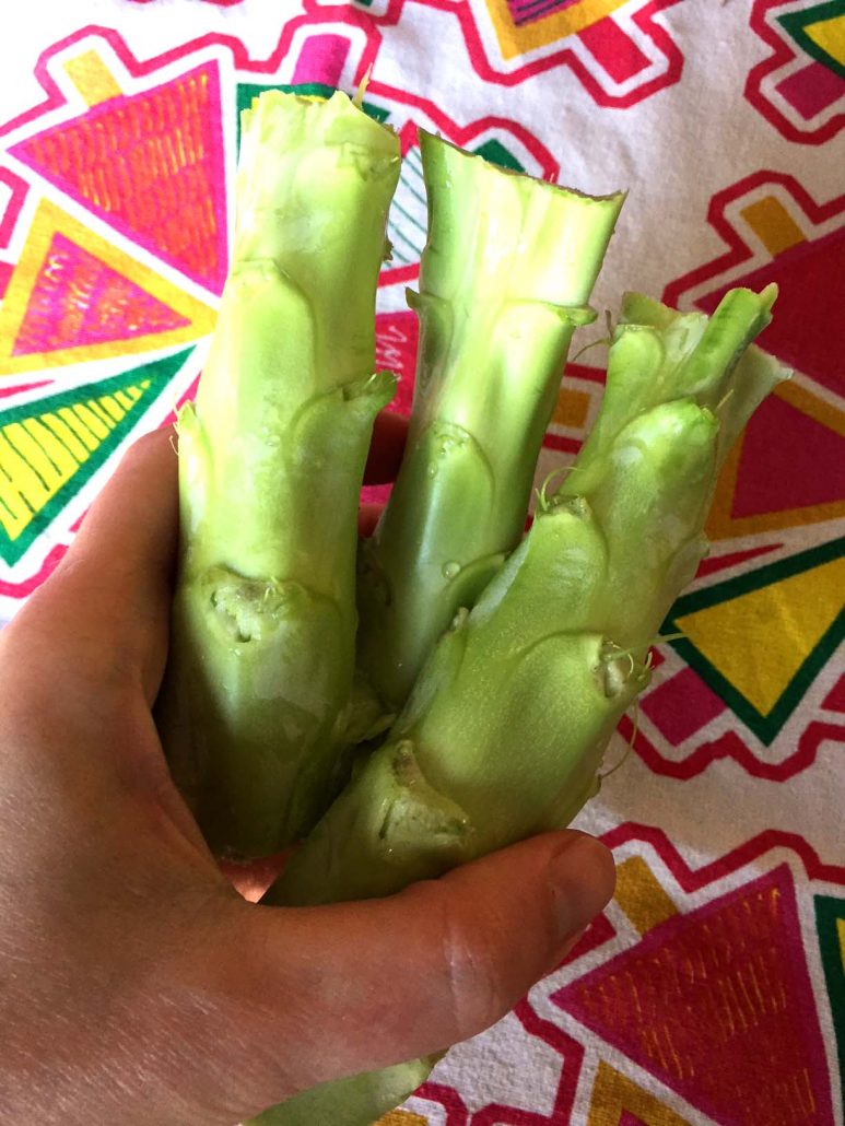 A bunch of broccoli stalks