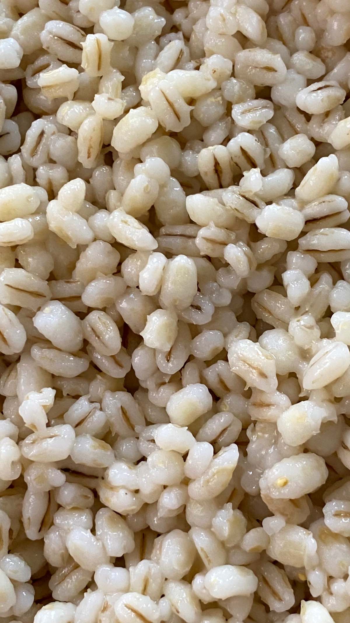 close-up of barley