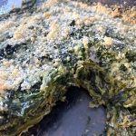 Spinach Casserole (11)